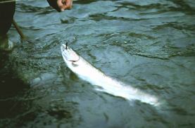 STEELHEAD. By Barry M. Thornton.