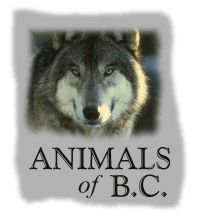 Animals of British Columbia